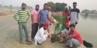 शहीद भगत सिंह स्पोर्ट्स वैलफेयर क्लब ने 100 पौधे लगाए