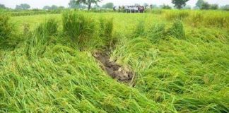 किसानों पर कुदरत का कहर, बारिश और ओलावृष्टि से फसलों को हुआ नुकसान