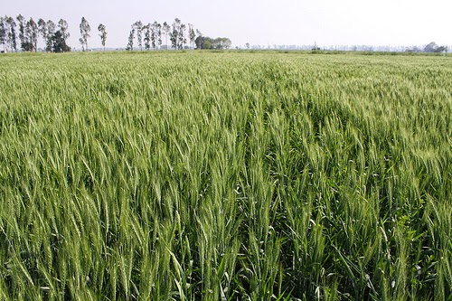 W-Wheat