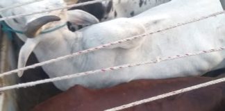 गौरक्षा दल ने पकड़ा गौवंश से भरा कैंटर