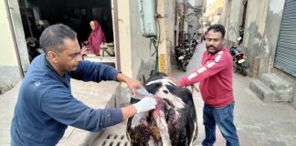 जख्मी बेजुबान गोवंश का इलाज किया