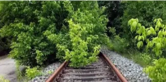 जालंधर-लुधियाना रेलवे लाइन पर गिरा पेड़, पौना घंटा यातायात रहा रेल बाधित