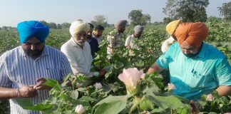 गुलाबी सूंडी का कहर बढ़ा, 4 जिलों में कृषि अफसरों-कर्मियों की छुट्टियां रद्द……